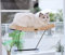 Pecute 2 in 1 Amaca per Gatti, Letto Gatto, Mensole per Gatti Tiragraffi in Sisal, Amaca Gatto Supporto in Ferro con 4 Ventose, Resistente ai Graffi (42 * 30 * 6.5 cm)