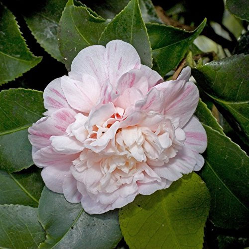 Camelia Japonica - Camelia Giapponese - Rare Semi Tropicale pianta (5)