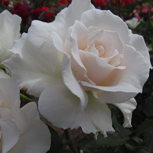 Margaret Merril - Bareroot Floribunda Garden Rose Bush - Highly Fragrant Clusters of Blushed White Blooms, Repeat Flowering