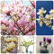 30 Stücke Magnolienbaum Winterhart Samen - Magnolia - Winterharte Pflanzen Für Garten Magnolien Samen, Blumen Samen, Gartenpflanzen Geschenke Für Gartenfreunde Minigarten Bonsai Baum