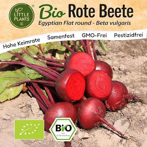 Little Plants BIO Rote Beete Samen 125 Rote Bete Samen Egyptian Flat Round Gemüsesamen für Gemüsegarten Samenfest Gemüse Samen für Küche, Balkon und Garten