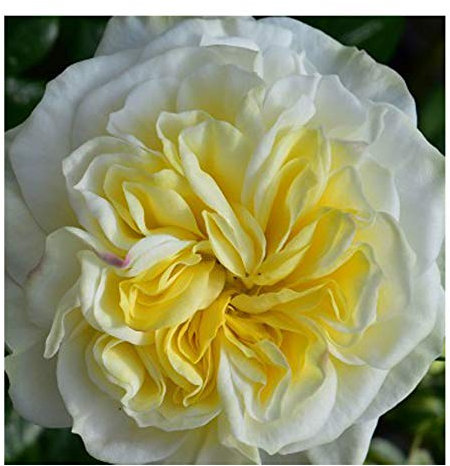 Rosa Peter Beales Clarence House Climbing Rose