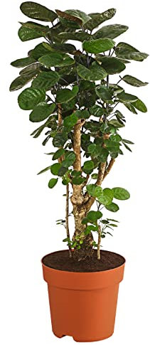 Dehner Glänzende Fiederaralie Fabian, Polyscias scutellaria, dunkelgrüne runde Blätter, 90-100 cm, Ø Topf 21 cm, Zimmerpflanze