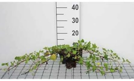 12 x Hedera helix Shamrock - Efeu Shamrock - Topf 9 cm x 9 cm