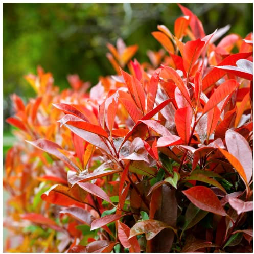 5 Photinia Red Robin Hedging Plants 20-30cm Bushy Evergreen Hedge Shrubs 3fatpigs®