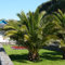 You Garden - Pair of Phoenix Palm Trees 55-75cm Plus 2 x 11' Infinity Planters - 2 Garden Ready Mediterranean Plants - Indoor & Outdoor Plants with Decorative Pots