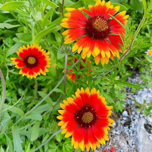 300 piezas Semillas de Gaillardia, Gaillardia Pulchella, planta semillas decoración floral Flores de escarapela Gaillardia, plantas de jardín decoraciones florales semillas de jardín