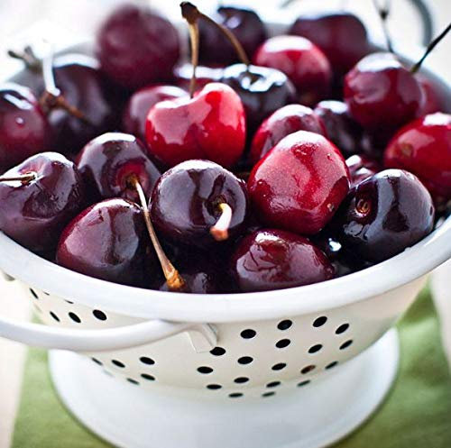 Portal Cool Kirschbaum Samen 10Pcs Süße Mazzard Kirschbaum Seed Chery Obst Prunus avium
