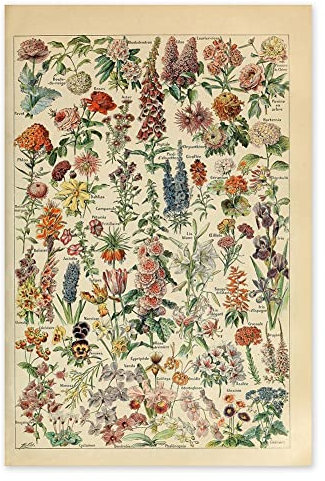 Vepoty Pflanzenplakat Vintage Botanical Art Wand Print Floral Nature Poster Ästhetik Collage Poster Für Die Heimdekoration