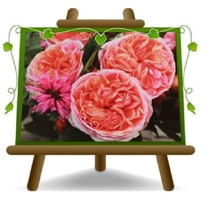 EURO PLANTS VIVAI Nostalgische Chippendale Rose Blume 8-10 cm - Vase 19 x 19 cm 6 Liter - Alter 3 Jahre