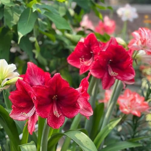 6 pcs amaryllis zwiebel - frühlingsblumen zwiebeln, amaryllis zwiebeln frühblüher zwiebeln, bodendecker pflanzen winterhart, blumenzwiebel winterharte blumen frühlingsblüher zwiebeln