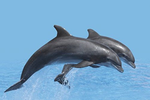 1art1 Delfine Springendes Delfin-Pärchen Selbstklebende Fototapete Poster-Tapete 180x120 cm