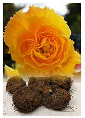 GARTHWAITE NURSERIES® : - UK Stockist : - 10 Double Yellow Begonias Tuberous Bulbs/Corms for Garden & Tubs Stunning Summer Plant