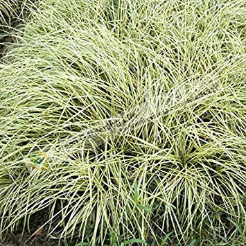 5/20/50 Samen/Los Carex Comans Samen Matt Locken Samen Zwerg Ziergras Büschel Pflanze Garten Liefert Bonsai