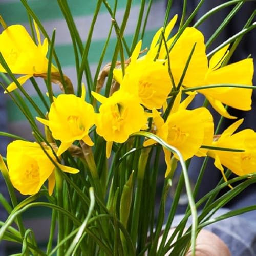 Lot de 5 Bulbes de Narcisse Golden Bells - La Main Verte