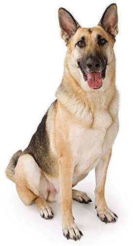 Hunde Aufkleber Sticker Deutscher Schäferhund ca. 13x7 cm