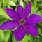 Clematis Großblütige The President 1L - Pflanze für Anfänger und professionelle Gärtner - Ideal für Kleingarten, Garten - Schöne Pflanze mit ungewöhnlichen Blüten - Genießen Sie jeden Tag ihre Farben