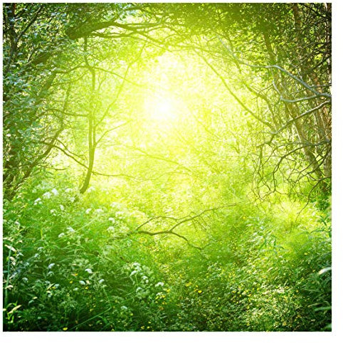 Fototapete Wald - Traumzauberwald - Vliestapete Quadrat, Größe HxB: 192cm x 192cm