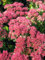 Staudenkulturen Wauschkuhn Sedum telephium 'Herbstfreude' - Fetthenne - Staude im 9cm Topf