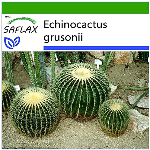 SAFLAX - Cuscino della suocera - 40 semi - Con substrato - Echinocactus grusonii