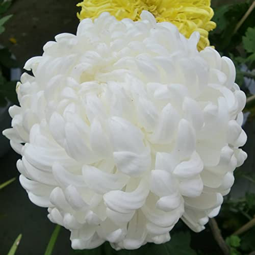 Haloppe 100 pezzi di fiori di crisantemo piante semi per piantare giardino domestico, semi di crisantemo semi di fiori perenni bianchi per patio Semi Di Crisantemo