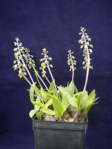 Scilla Pauciflora Ledebouria Pauciflora Scilla Vert Pot Squill Pot 9X9X10