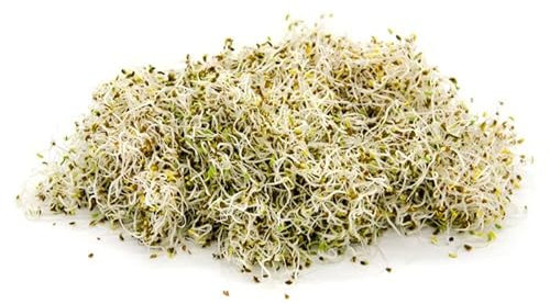 Italian Sprout - Semi per germogli - Alfalfa (o Erba medica) Demetra - 100 gr.