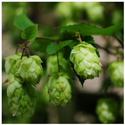 1 x Humulus Lupulus 'Nordbrau'/ Hop 'Northern Brew'in 9cm Pot, Make Your Own Beer!