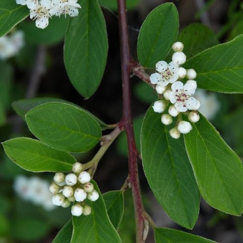 24 x Teppichmispel 'Major' - Cotoneaster dammeri 'Major' Topf 9x9cm, für 3m² : Ein immergrüner Bodendecker mit rotem Fruchtzauber