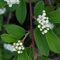 24 x Teppichmispel 'Major' - Cotoneaster dammeri 'Major' Topf 9x9cm, für 3m² : Ein immergrüner Bodendecker mit rotem Fruchtzauber