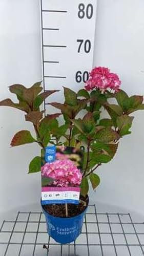 Hydrangea macr. 'Endless Summer Bloomstar Pink' - Hortensien 25-30 cm Container