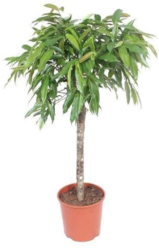 Schmalblättriger Gummibaum Ficus binnendijkii Amstel King Ø30 cm 140 cm