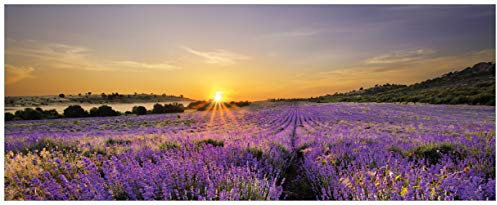 Wallario Glasbild Sonnenuntergang über dem Lavendel - 32 x 80 cm Wandbilder Glas in Premium-Qualität: Brillante Farben, freischwebende Optik