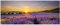 Wallario Glasbild Sonnenuntergang über dem Lavendel - 32 x 80 cm Wandbilder Glas in Premium-Qualität: Brillante Farben, freischwebende Optik