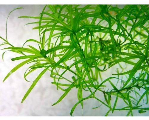 Nixkraut/Najas Guadalupensis - 1 Bund