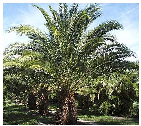 Shop Meeko Phoenix reclinata - wilde Dattelpalme - 5 Samen