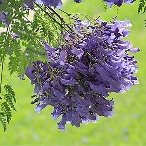 Benoon Semi Di Jacaranda, 100 Pz/Borsa Semi Di Jacaranda Petali Irregolari Blu Ornamentali Sub-tropicali Semi Di Jacaranda Mimosifolia Per Giardino Seme