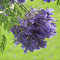 Benoon Semi Di Jacaranda, 100 Pz/Borsa Semi Di Jacaranda Petali Irregolari Blu Ornamentali Sub-tropicali Semi Di Jacaranda Mimosifolia Per Giardino Seme