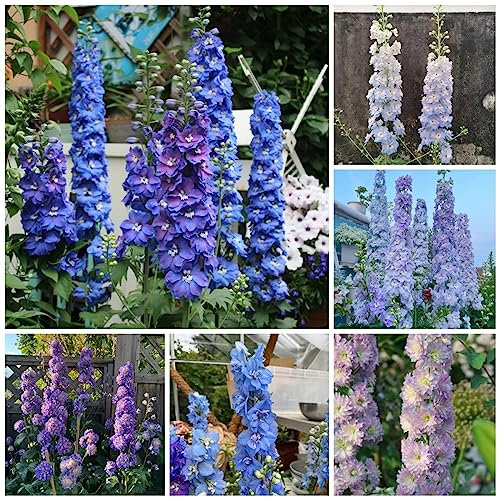 500 pezzi semi di speronella perenne resistente, piante in vaso resistenti all'aperto Delphinium grandiflorum - semi fiori Fioriere Piante da appartamento esotiche