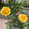 80 pcs Rosa chinensis Blumensamen pflanzen deko samen, blumensamen blumenwiese samen balkon beet gartendeko für draußen wiesensaatgut echte pflanzen bio saatgut zimmerpflanze saatgut