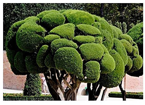 Cupressus sempervirens - Mittelmeer-Zypresse - Säulenzypresse - 20 Samen