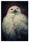 artboxONE Poster 30x20 cm Natur Hedwig hochwertiger Design Kunstdruck - Bild Eule Eule Harry Potter