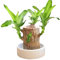 -Brasilien Lucky Bamboo Pflanzen Indoor - Brasilianisches Hydrokulturholz, Magisch Sprießendes Glücksbambusholz, Glücksbambus-Pflanzen