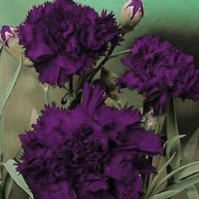 Semi du garofano Grenadin KING OF BLACK 50 Semi