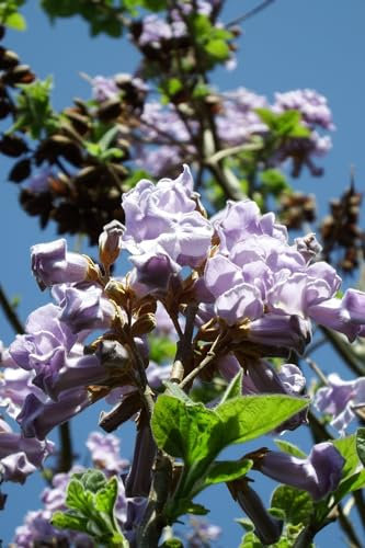 15-25cm Blauglockenbaum (Paulownia Tomentosa), Klimabaum, Kiribaum, Kaiserbaum, CO2 Baum, schnellwachsend, 1-jähriger Steckling, auf ca. 15-25cm gekürzt, Wurzelnackter Versand zum direkten Einpflanzen