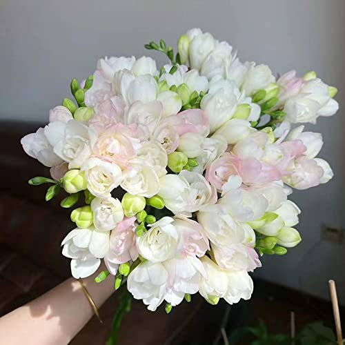 6 Stück freesien zwiebeln winterhart freesia Hydroponik - Seltene Pflanze serie - mix gärtnern gartenpflanzen bienenfreund pflanzendeko wildblumen kübelpflanzen frühblüher zwiebeln stauden