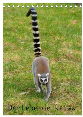 Das Leben der Kattas (Tischkalender 2026 DIN A5 hoch), CALVENDO Monatskalender: Lemuren aus Madagaskar (CALVENDO Tiere)