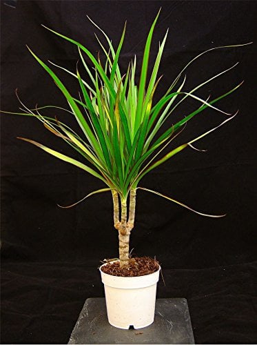Easy Plants 1 EVERGREEN DRAGON PLANT IN 10cm POT 40-45cm Tall for Your House/Office