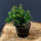 Taxus baccata Repandens von Intragarten Tafel- Kisseneibe im Topf