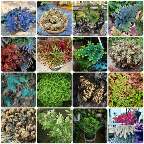 5 pcs rose von jericho kaufen zwiebeln - zimmerpflanzen wenig lichtbedarf zwiebeln Hydrokultur - Selaginella tamariscina - topfpflanzen draußen winterhart dekopflanzen wanddeko pflanzen